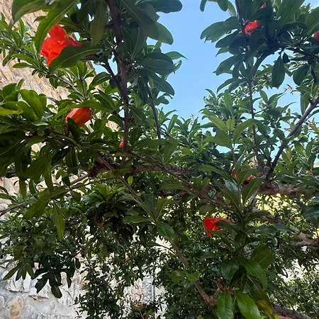 Le Jardin Des Estugnes